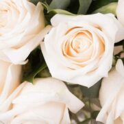 Touche de classe: 12 Roses blanches – Image 3