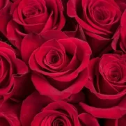 Grand Amour : 25 Roses Rouges – Image 4