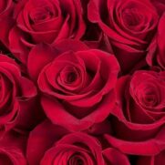 Grand Amour : 25 Roses Rouges – Image 4