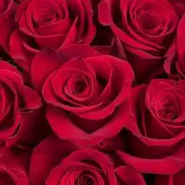 Grand Amour : 25 Roses Rouges – Image 4