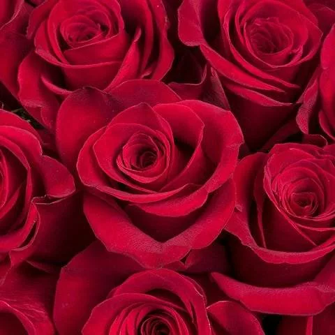 Grand Amour : 25 Roses Rouges – Image 4