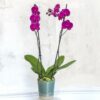 Orchidea fucsia