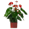 Anthurium Rouge |Plante verte