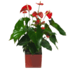 Anthurium Rouge |Plante verte