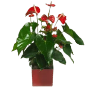 Anthurium Rouge |Plante verte