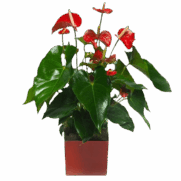 Anthurium Rouge |Plante verte