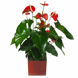 Anthurium Rouge |Plante verte