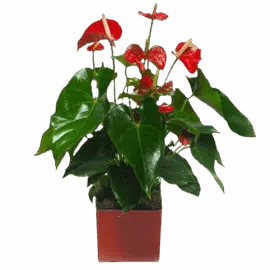 Anthurium Rouge |Plante verte