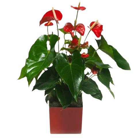 Anthurium Rouge |Plante verte