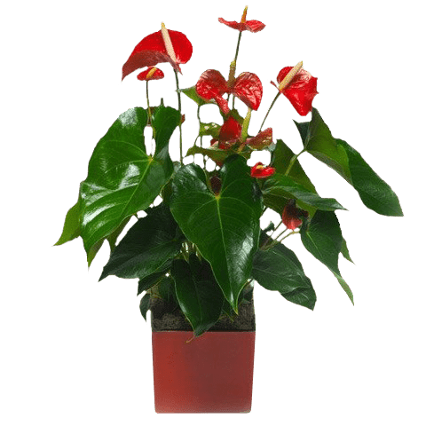 Anthurium Rouge |Plante verte