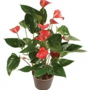 Anthurium – Image 3