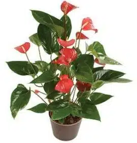 Anthurium – Image 3
