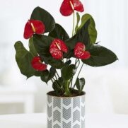 Alternative view of Anthurium
