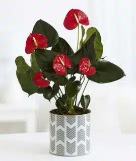 Anthurium – Image 2