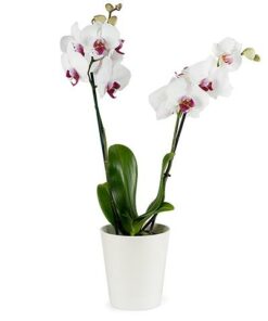 orchidée:Orchidée blanche