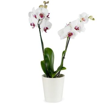 orkidé: Hvid orkidé