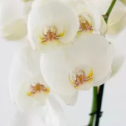 Alternative view of Orchidée blanche