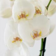 Alternative view of Orchidée blanche