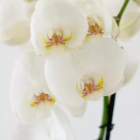 Orchidée blanche – Image 2