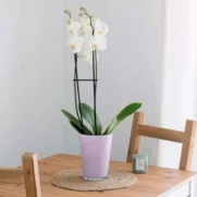Orchidée blanche – Image 3