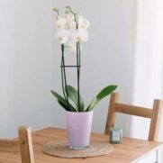 Orchidée blanche – Image 3