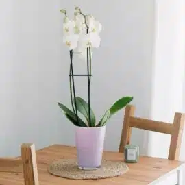Orchidée blanche – Image 3