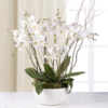 orchidée