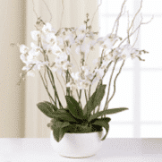 orchidée