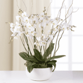 orchidée