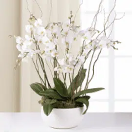 orchidée