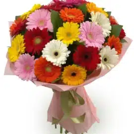 Gerbera